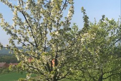 Včelařská pouť 2020